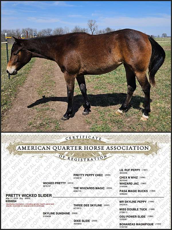 bay-star-2-hind-pastern-pony
