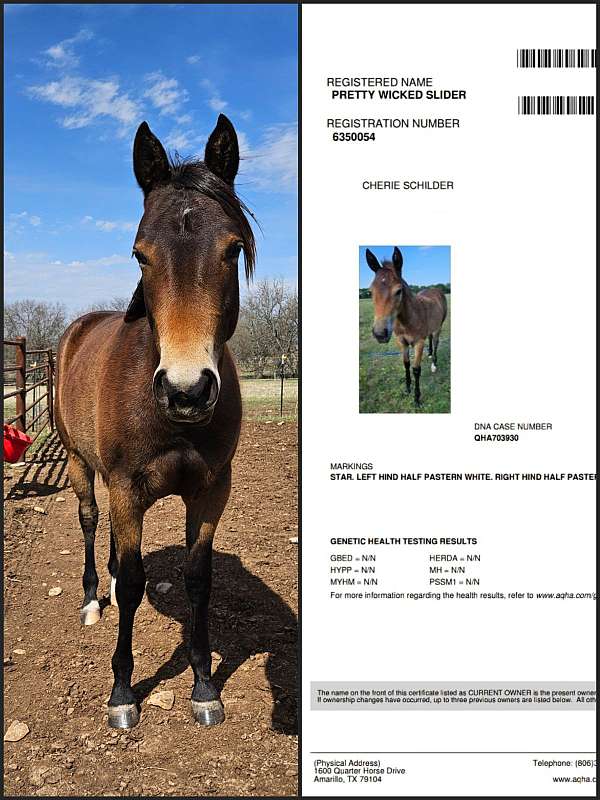 nrbc-quarter-pony