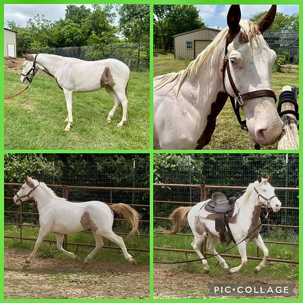 red-roan-medicine-hat-paint-horse