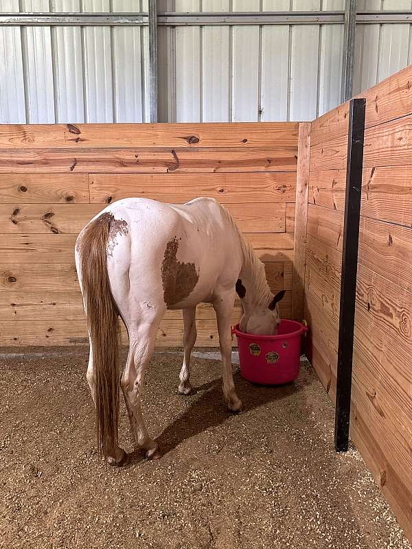 indian-horse-paint