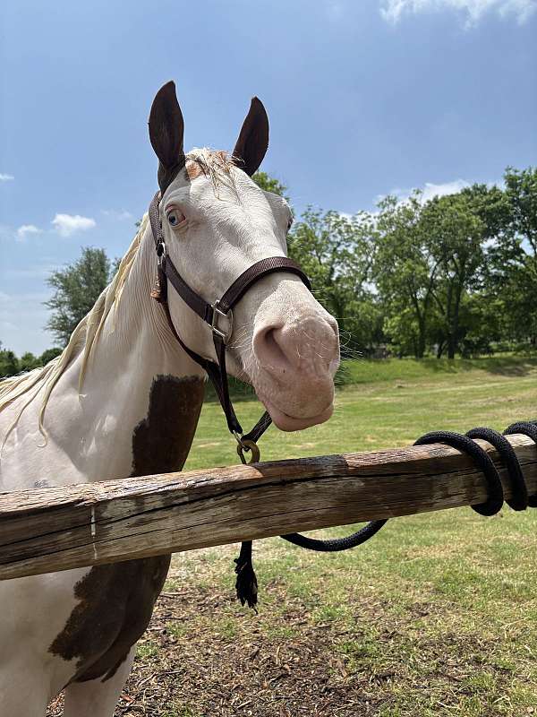 native-horse-paint