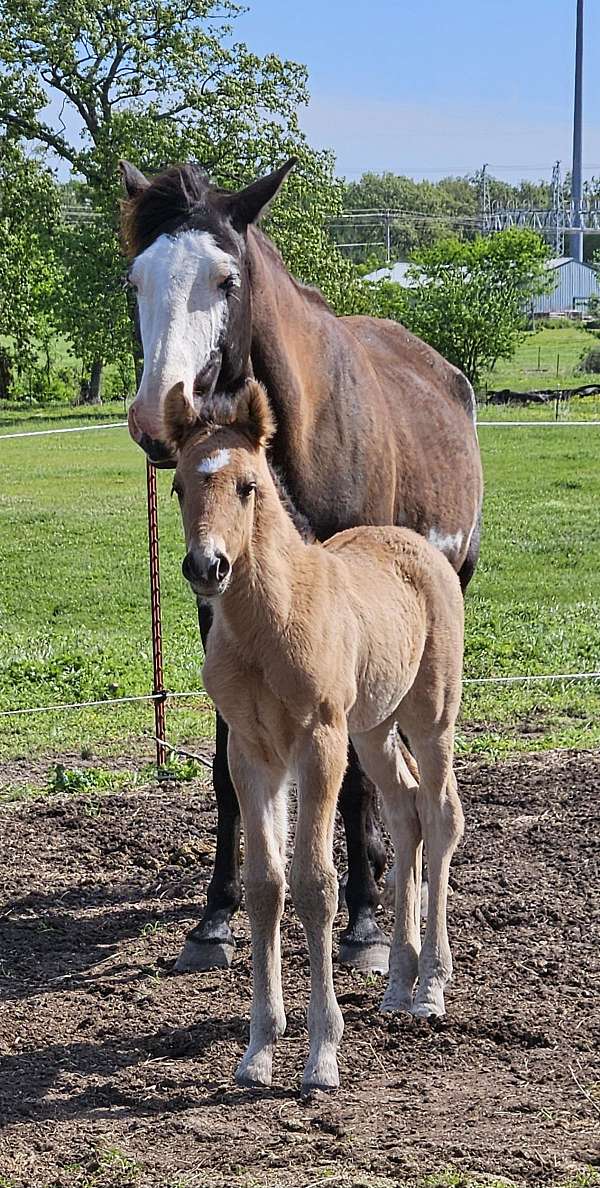 star-snip-left-hind-horse