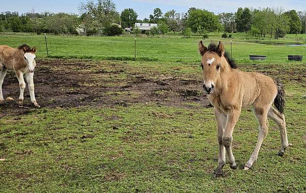 dun-star-snip-left-hind-horse