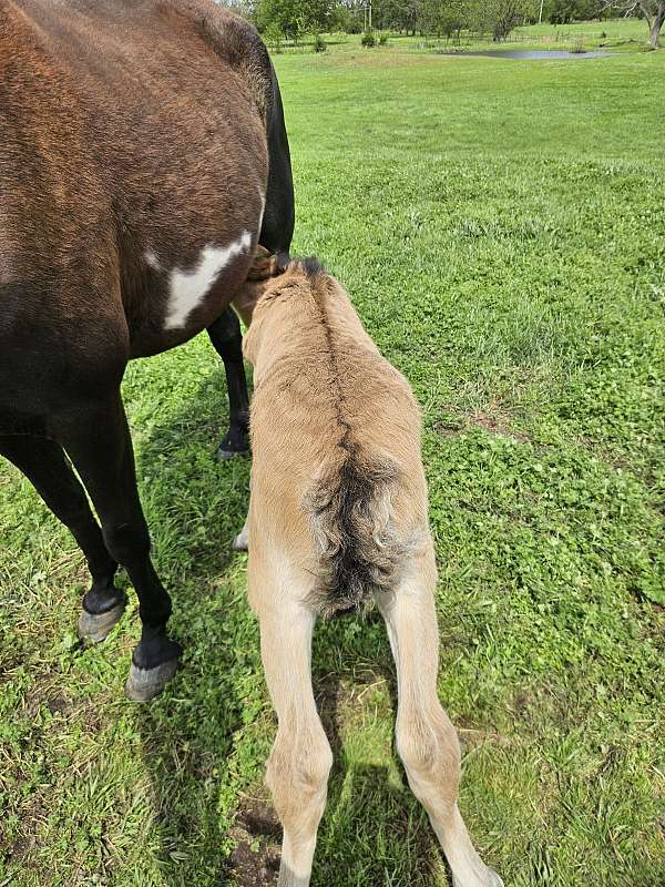 bay-dun-tennessee-walking-horse