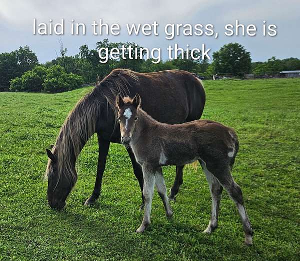 silver-dapple-filly