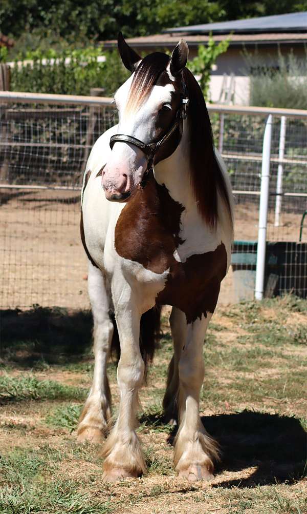 all-around-gypsy-vanner-horse