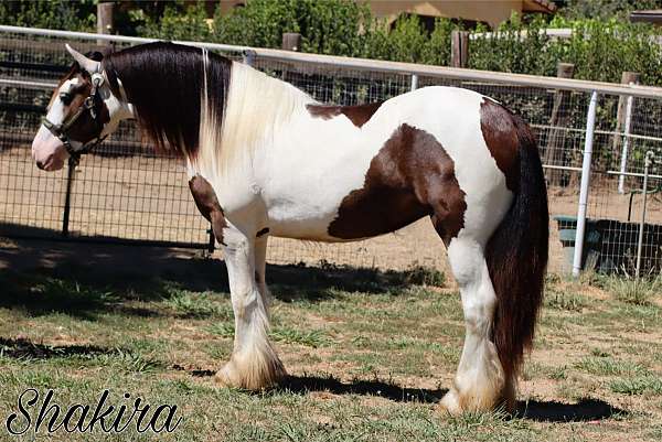 tovero-horse