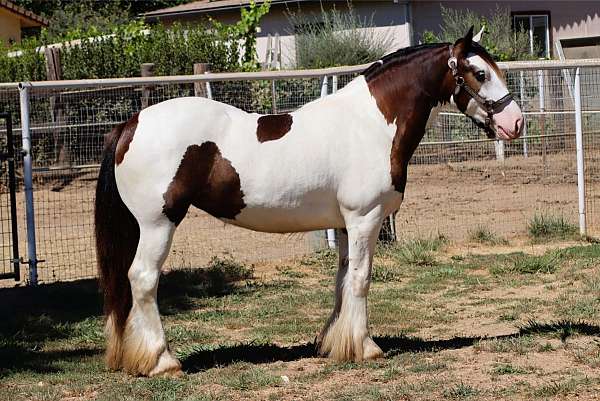 black-tovero-horse