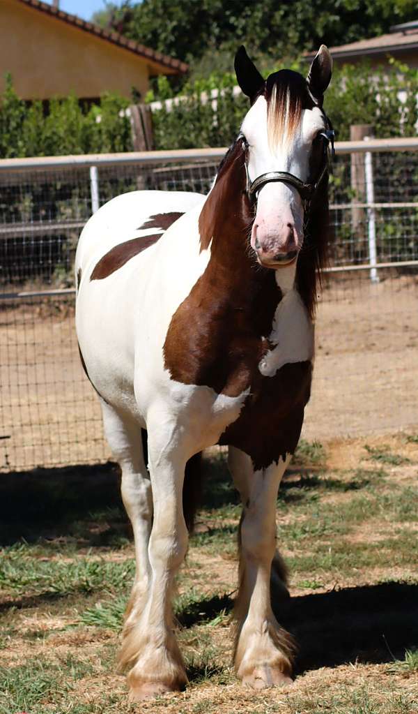 athletic-gypsy-vanner-horse
