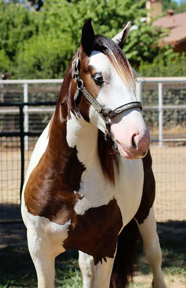 champion-gypsy-vanner-horse