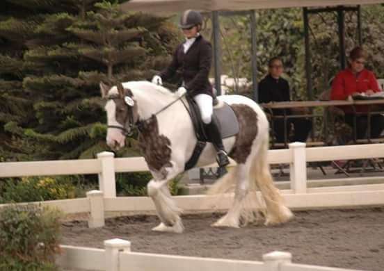 black-gypsy-vanner-mare