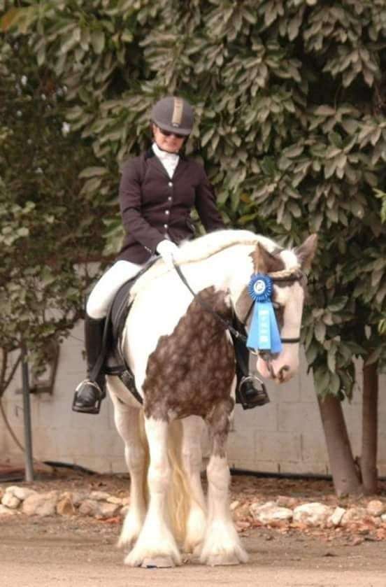 show-experience-gypsy-vanner-horse