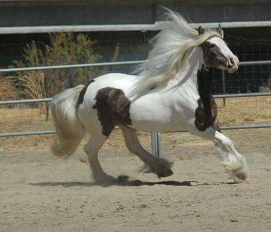 show-winner-gypsy-vanner-horse