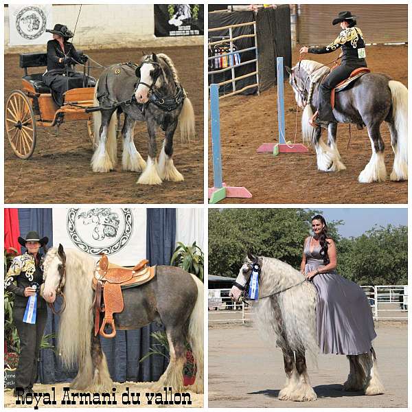 black-champion-horse