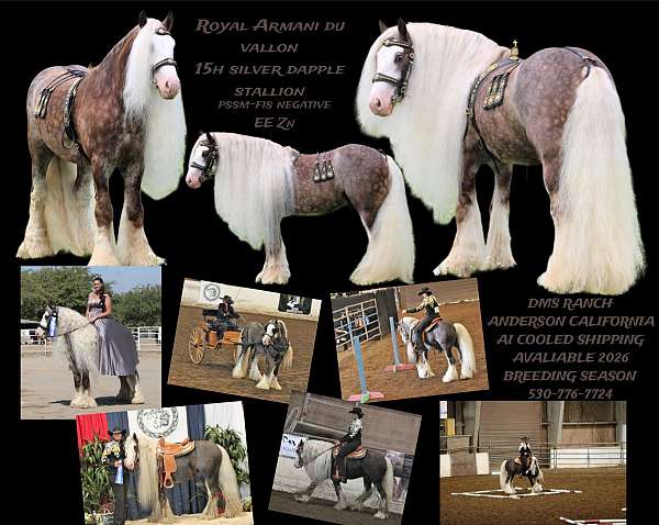 black-athletic-horse
