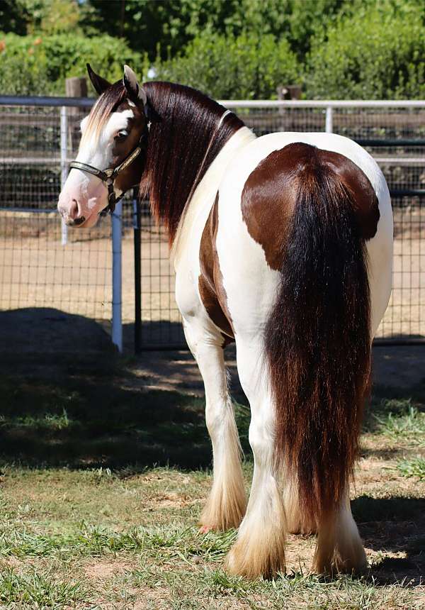 halter-gypsy-vanner-horse
