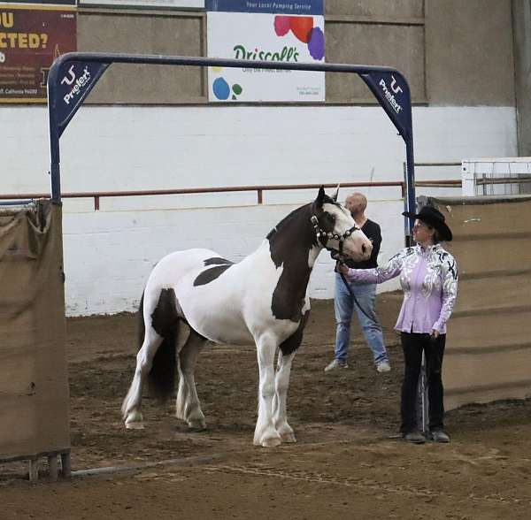 homozygous-black-gypsy-vanner-horse