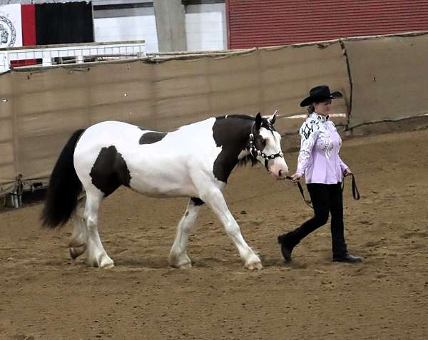 show-gypsy-vanner-horse