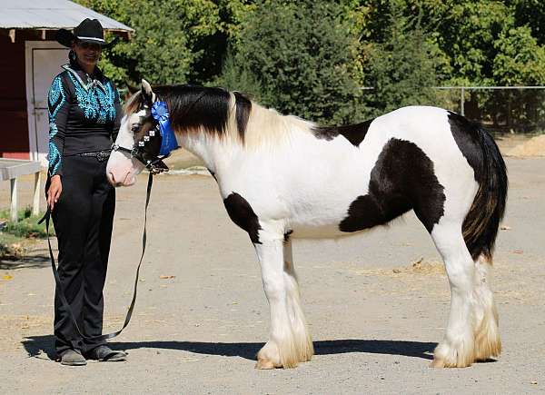 black-all-around-horse