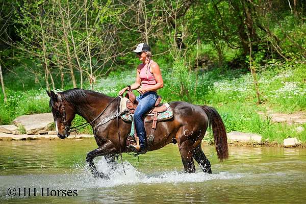 all-around-quarter-horse