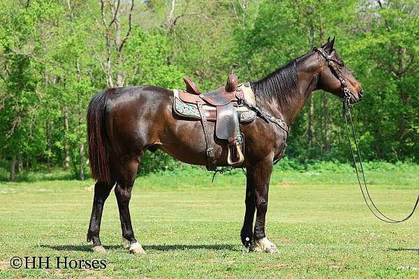 athletic-quarter-horse