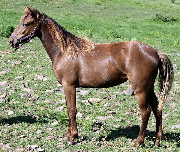 silver-dapple-missouri-fox-trotter-horse