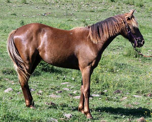 broodmare-prospect-missouri-fox-trotter-horse