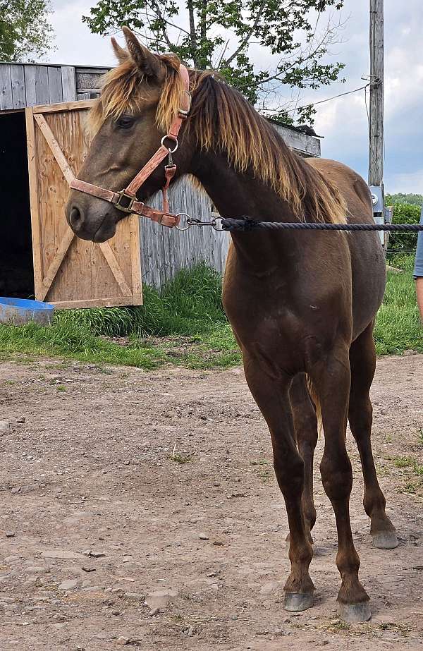 chocolate-missouri-fox-trotter-filly
