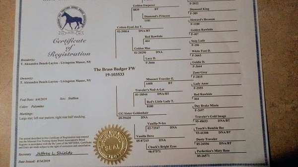 cropout-producer-missouri-fox-trotter-horse