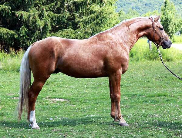 star-socks-tested-sabino-horse