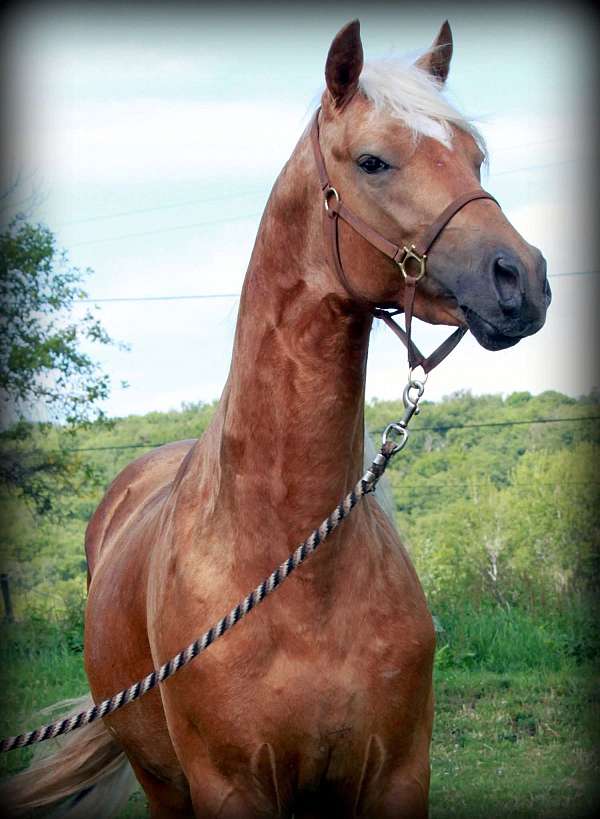 palomino-star-socks-tested-sabino-horse