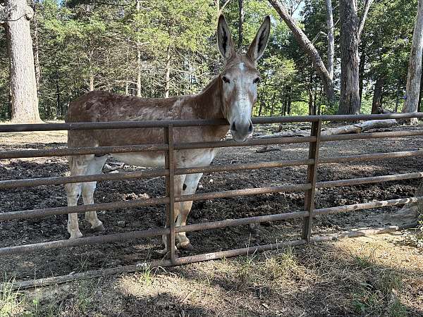 14-hand-sorrel-donkey
