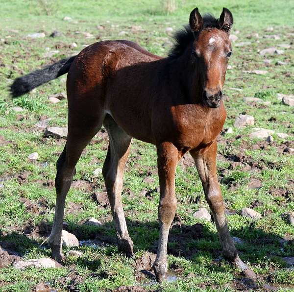 dark-bay-missouri-fox-trotter-horse