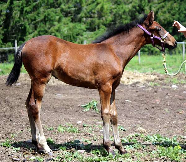 bright-light-missouri-fox-trotter-horse