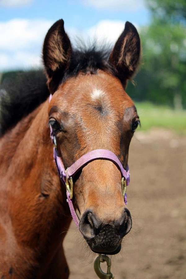 bright-light-horse
