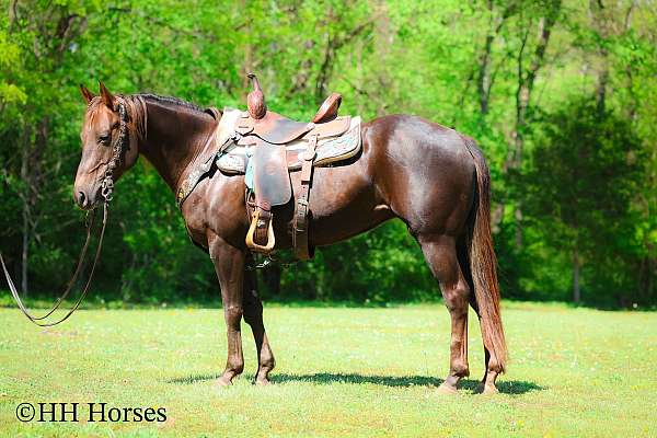 all-around-quarter-horse