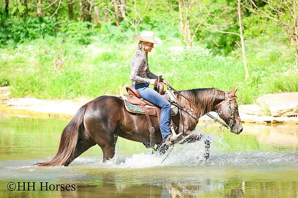 athletic-quarter-horse