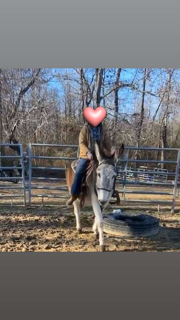 donkey