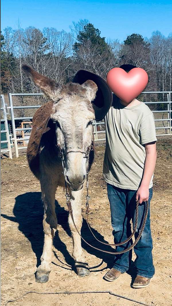 donkey-for-sale