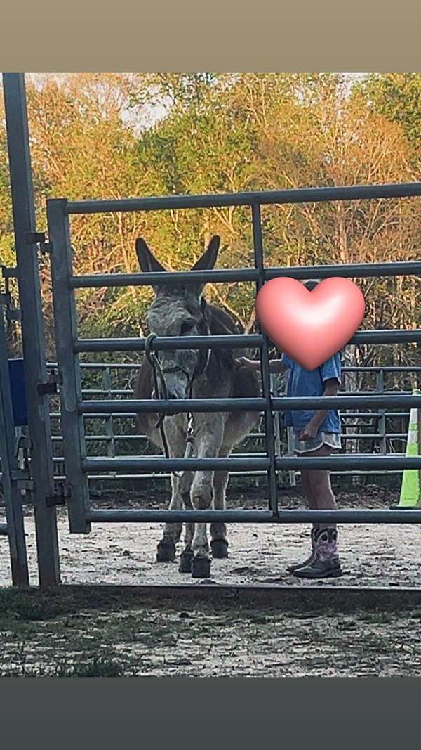 donkey-gelding