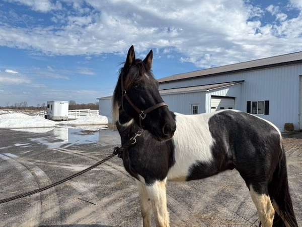 blue-roanwhite-tobiano-horse