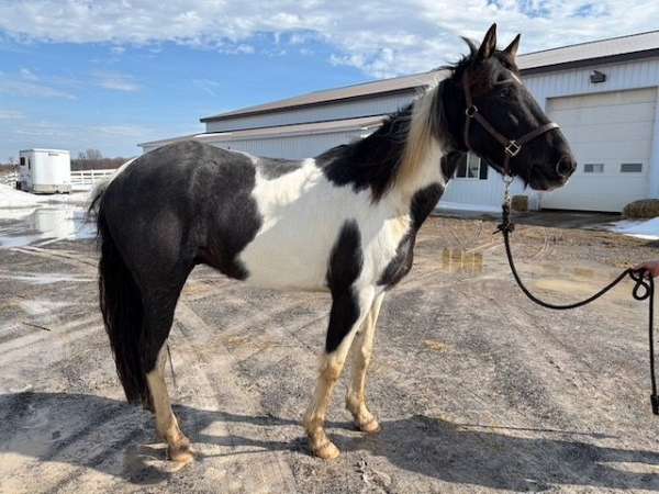 blue-roan-roanwhite-tobiano-horse