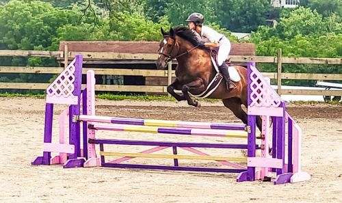 all-around-thoroughbred-horse