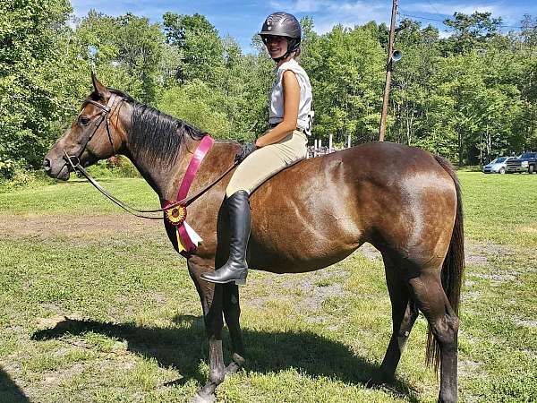 athletic-thoroughbred-horse