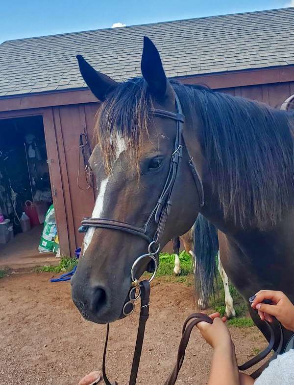 english-pleasure-thoroughbred-horse