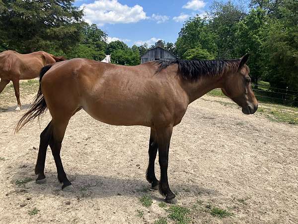 bay-beginner-horse