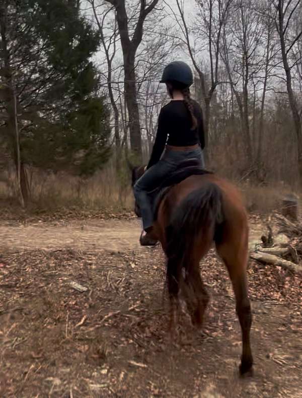 bay-gaited-horse
