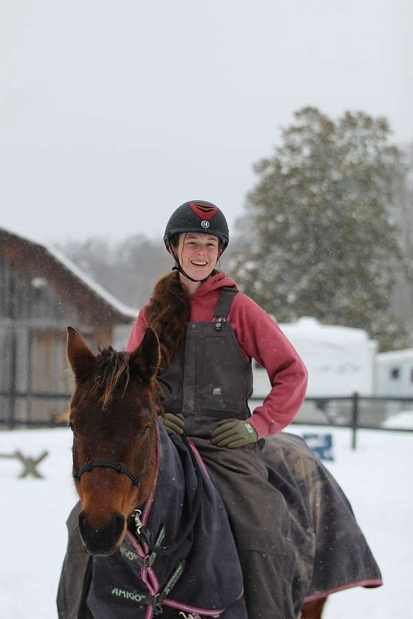 bay-trail-horse