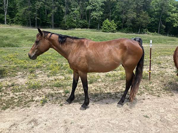 bay-companion-horse