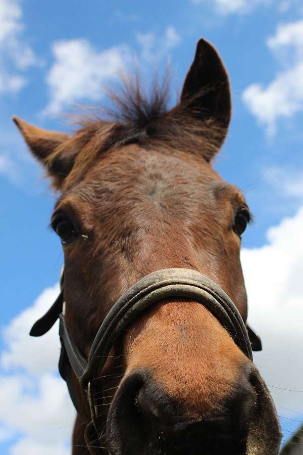 bay-trail-riding-horse